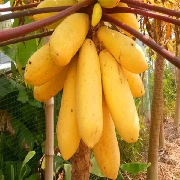Fruits sideboard for Flowers Papaya Plant furniture - Image 6